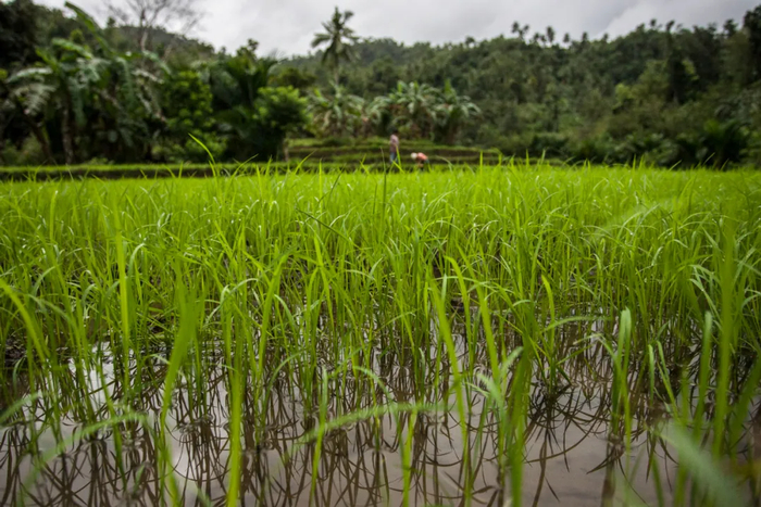丹东草莓如何跑通一条农业产业带的电商范式(图1)