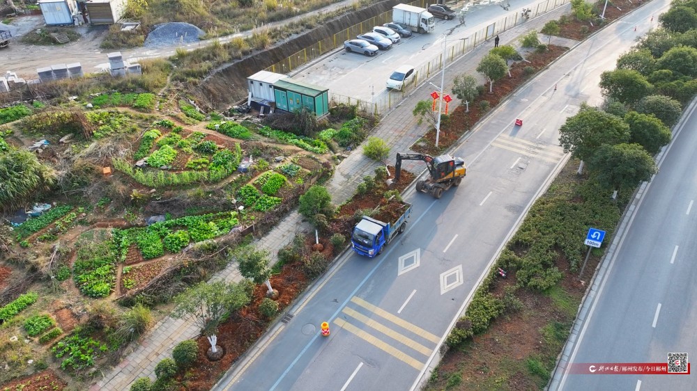 苏仙区：道路景观焕新颜 绿化工程惠民生(图3)