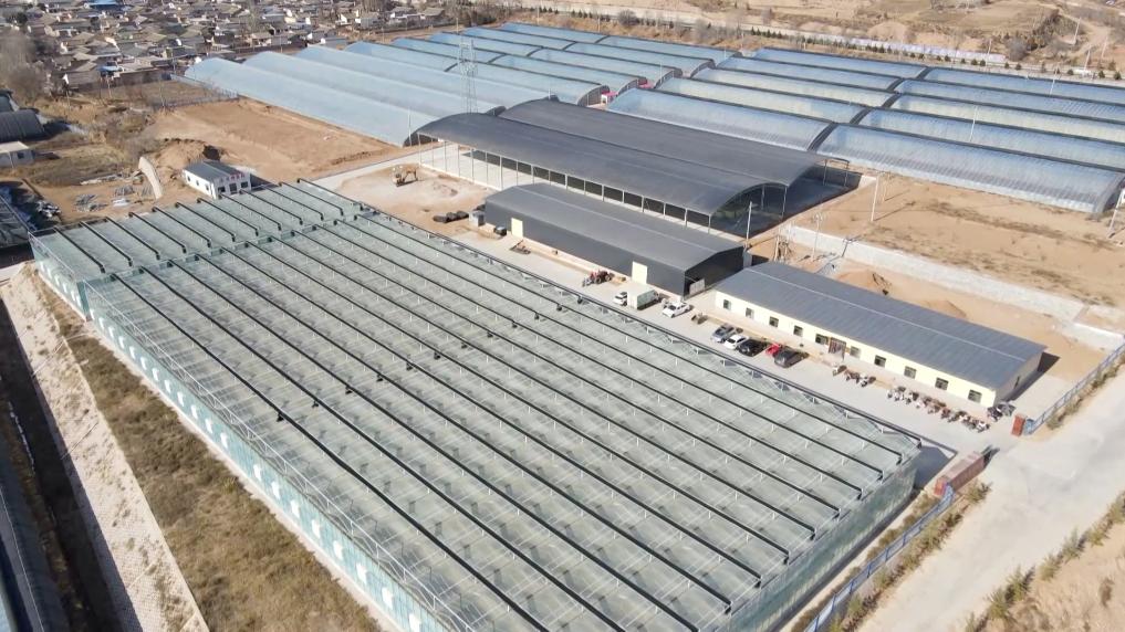 新华视点丨设施农业振兴路 黄土塬上新图景(图1)