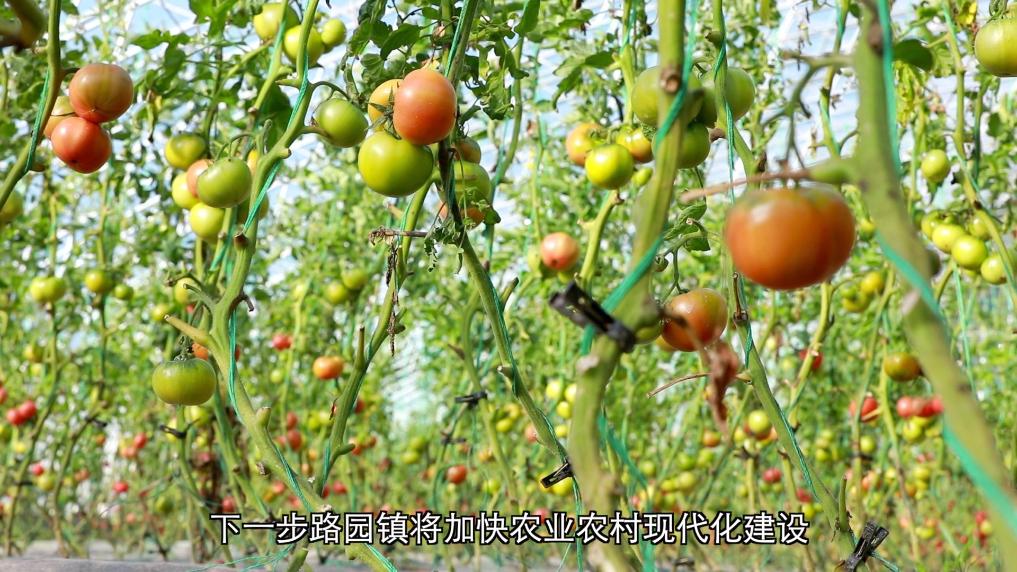 新华视点丨设施农业振兴路 黄土塬上新图景(图5)