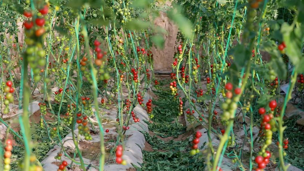 新华视点丨设施农业振兴路 黄土塬上新图景(图4)