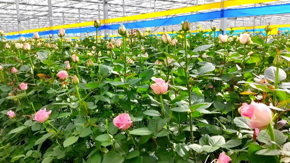 新华视点丨设施农业振兴路 黄土塬上新图景(图7)