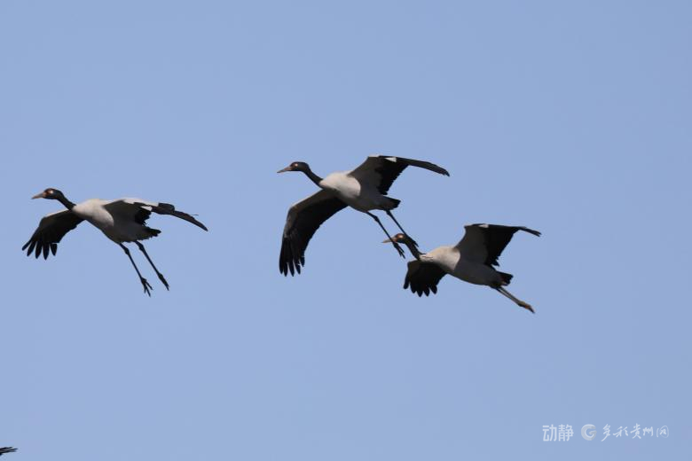 新春走基层丨2800多只黑颈鹤的“中国驿站”(图2)