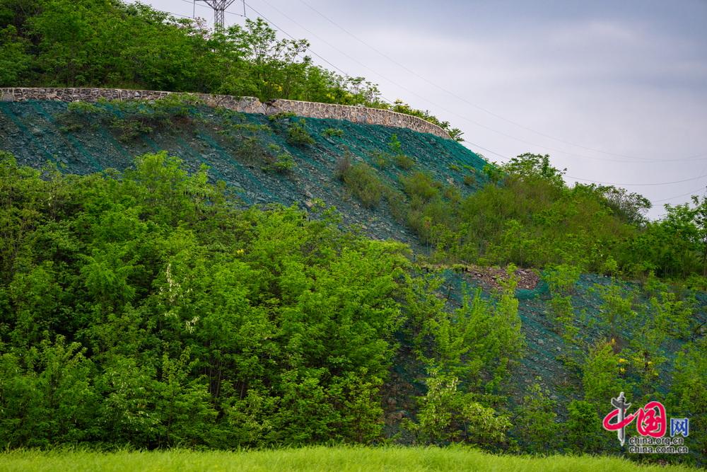 从“生态伤疤”到“绿色屏障” 七宝山废弃矿区重生记(图3)