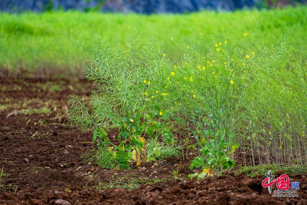 从“生态伤疤”到“绿色屏障” 七宝山废弃矿区重生记(图4)