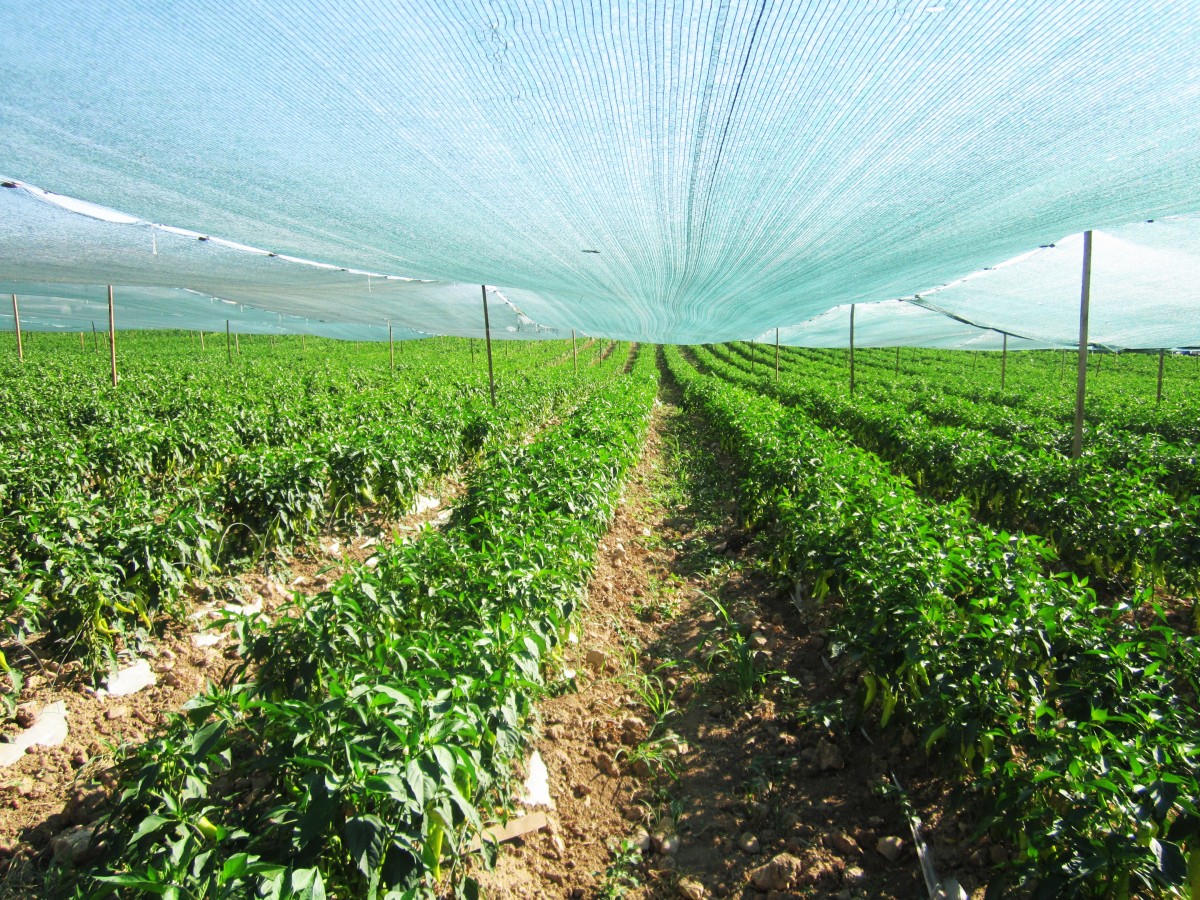 乡村行·看振兴）广东柳城镇：稻虾共生绘就农业发展“新画卷”(图1)